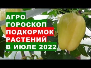 Агрогороскоп подкормок растений в июле 2022 года