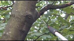 Обрезка часть 7 телескопический сучкорез