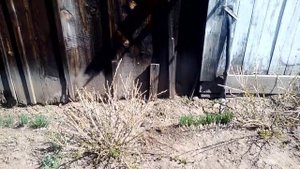 Навозная грядка для овощей своими руками видео.