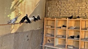 Узбекские летно-игровые бойные голуби