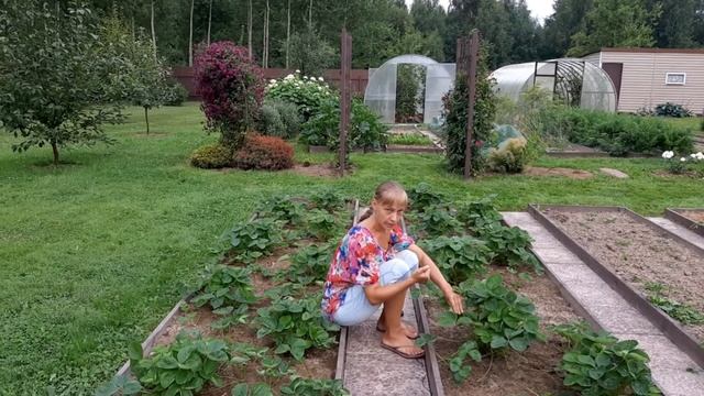 Белая пятнистость на листьях клубники. смотреть онлайн