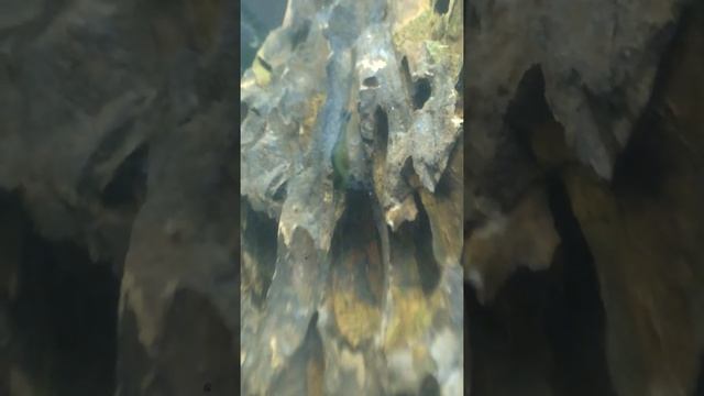 Голубоногая Посо вынашивание икры смотреть онлайн