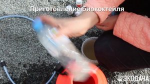Скорая помощь хвойным после суровой зимы