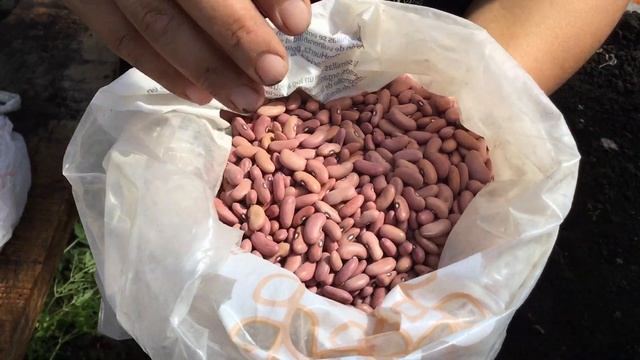 COPO DE NIEVE (Viburnum opulus); Viburno de China; Tillandsia albertiana; Digitalis o Dedalera. смотреть онлайн