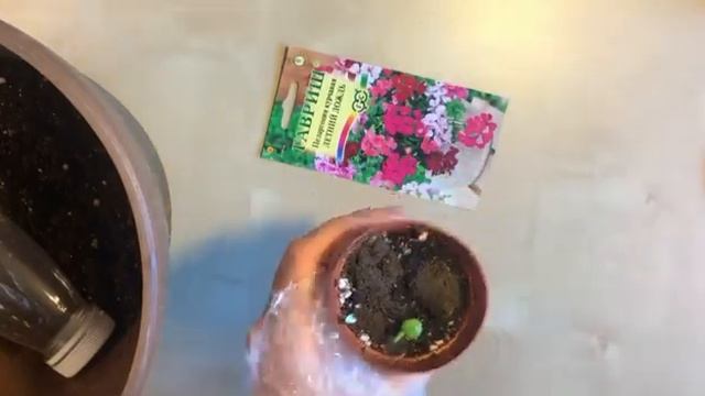 Пеларгония курчавая плющелистная из семян