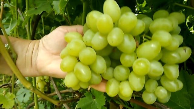 Обзор сортов винограда. Аркадия. Сентябрь смотреть онлайн