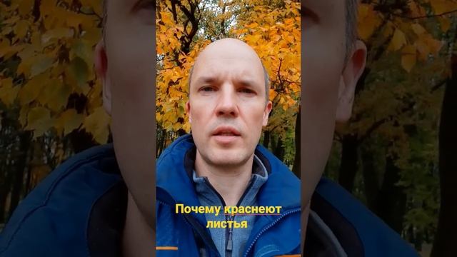 Почему осенью краснеют листья?