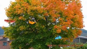 Клен остролистный (acer platanoides) ? остролистный клен обзор: как сажать, крупномеры клена