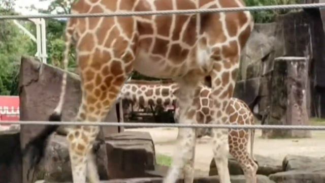 Учим Дикий Животных Лошадь Корова Коза Зебра Жираф Курица Заяц развивающий мультик для детей смотреть онлайн