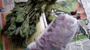 Сушим травы для чая