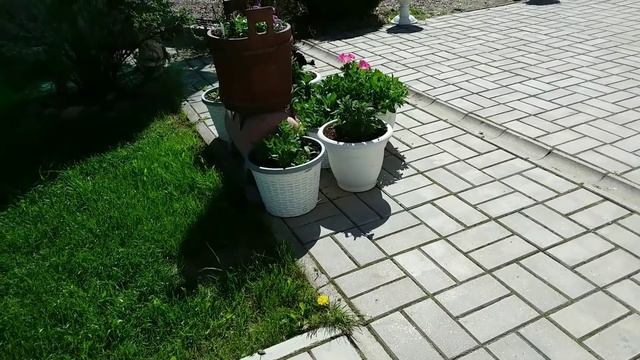 Уход за ПЕТУНИЕЙ в саду. Ответы на вопросы смотреть онлайн