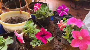 क्या पिटुनिया चल पायेंगे? Winter flowering plant Petunia plant Repotting