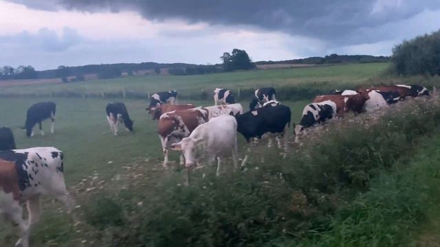 Power of a Mantra: Ong Namo Guru Dev Namo - feat my cow friends смотреть онлайн