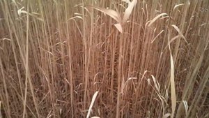 Как косят камыш.