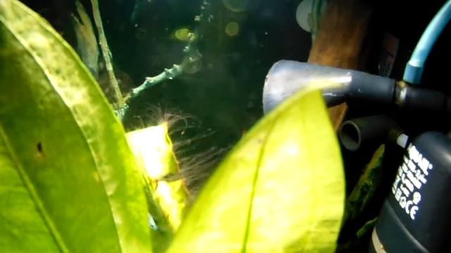 Гниение аквариумных растений и вспышка водрослей смотреть онлайн