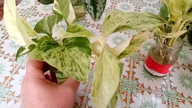 Укореняшки. Помогает ли хлорелла? Новички.