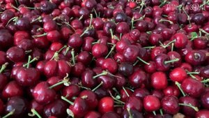 Вишня: Культовое дерево и очень вкусное лакомство | Интересные факты про вишню