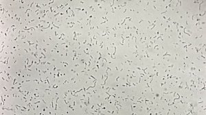 Streptococcus thermophilus (стрептококк термофильный)