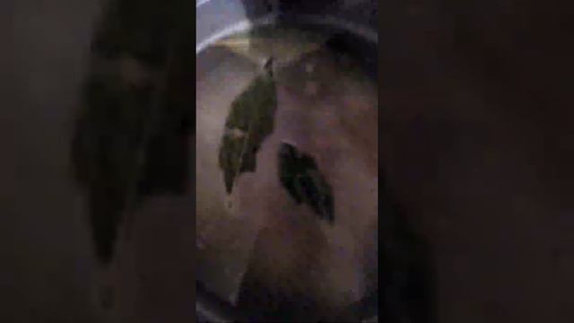 Пельмени "Мираторг" black Angus мраморная говядина смотреть онлайн