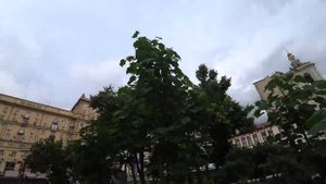 Как растет Павловния В ЦЕНТРЕ МОСКВЫ. Одна из наших высадок // VLOG Павловния