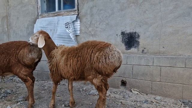 +77017224679. Арашан кошкары на продажу. Анвар Рустемов.