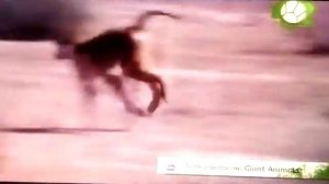 Звериный репортёр 9