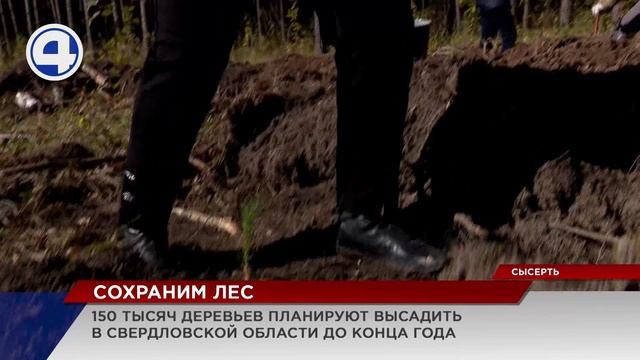 150 тысяч деревьев планируют высадить в Свердловской области до конца года