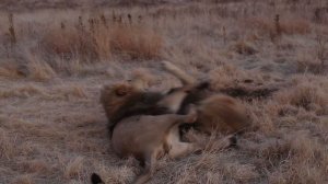 The Pride's Epic Battles Эпические битвы Прайда