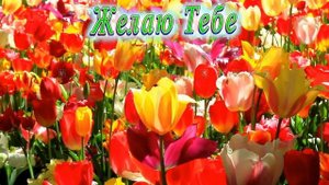 С Днём Рождения Олечка