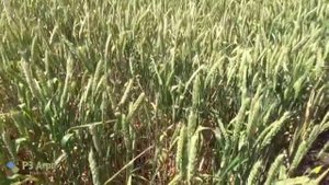 Сорта озимой твердой и мягкой пшеницы, тритикале. День поля в ЗАО «Вишневское»