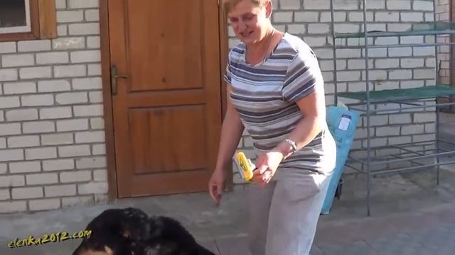 Как и чем вычесать собаку смотреть онлайн