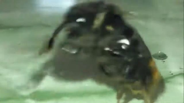 ИНСЕКТАРИЙ: 62. Каменный Шмель (Bombus lapidarius)