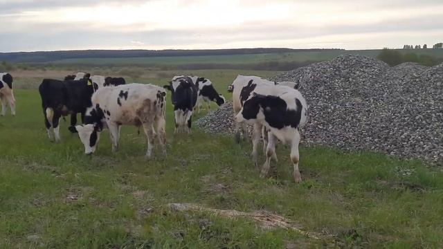 бычки холмогоры. от 5 месяцев. продажа 89021269981.вацап вайбер смотреть онлайн