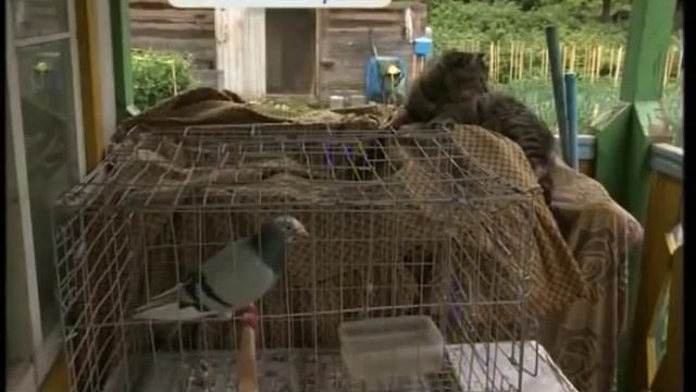 Почтового голубя из Китая приютили в приморском селе Михайловка смотреть онлайн