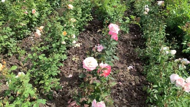 Космополитен роза Новозеландской селекции смотреть онлайн