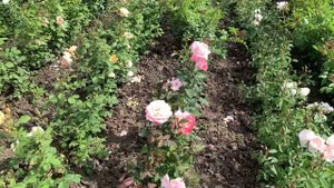 Космополитен роза Новозеландской селекции