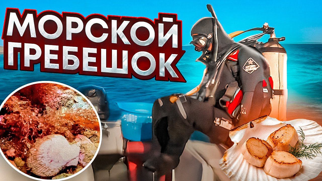 Зачем вам нужно попробовать морской гребешок?