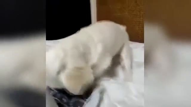 Собачка печатает смотреть онлайн