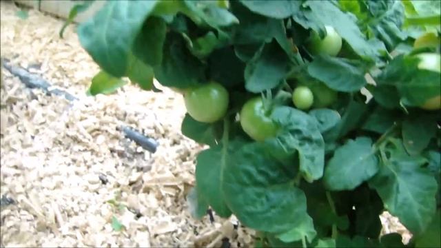 Обзор томатов 6 июля! Обрезаю листья и верхушки! смотреть онлайн