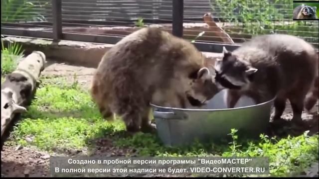 Смешное видео с енотами Смешные еноты полоскуны Приколы с енотами 2018 смотреть онлайн