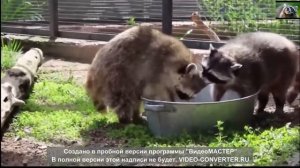 Смешное видео с енотами Смешные еноты полоскуны Приколы с енотами 2018