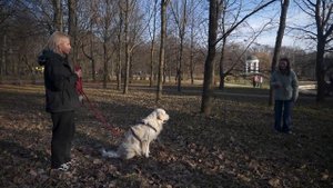 КАК СТАТЬ КИНОЛОГОМ | Правда о профессии и собаках | СОВЕТЫ И ЛАЙФХАКИ для любителей животных