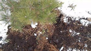 Как правильно выкопать сосну с комом земли