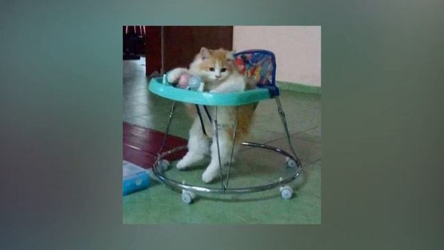 НЕПРОСТАЯ КОШАЧЬЯ ЖИЗНЬ (Cat)