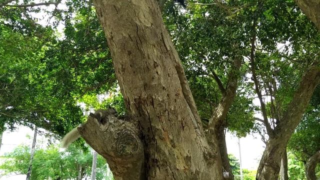 Тайские белки. смотреть онлайн