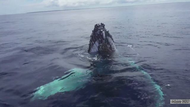 Lailaha illa anta Subhanaka inni kuntu minazzhalimin/Ляиляhа илляанта субẍанака инникунтуминаӟалими смотреть онлайн