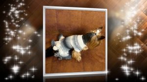 Платье для собачки вязаное