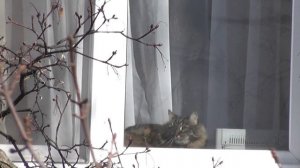 "Жаворонки"