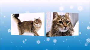 Сибирские кошки.Сибирская порода кошек фото