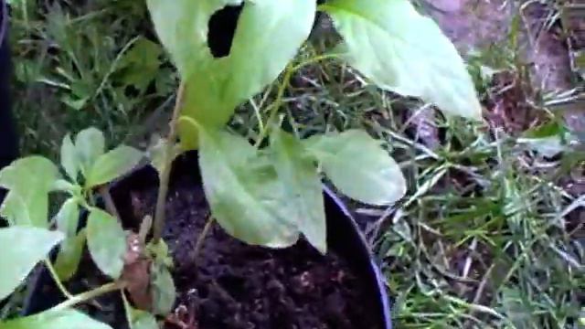 Картопляне дерево. смотреть онлайн